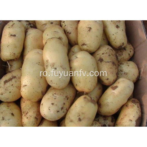 tengzhou vânzare proaspete de cartofi fierbinte